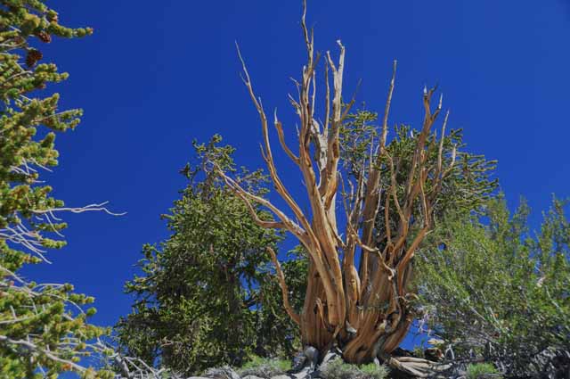 bristlecone